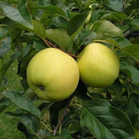 Ābele, vasaras ,,Baltais dzidrais,, /malus domestica/ - 120-160cm