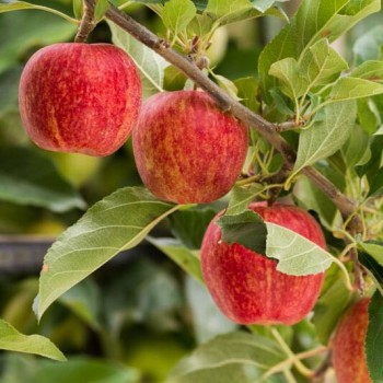 Ābele, rudens "Gala"...