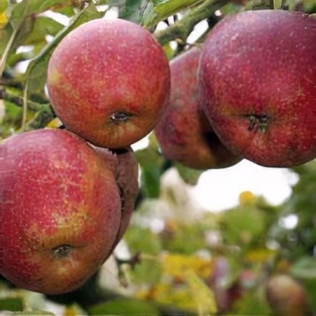 Ābele, ziemas "Red Boskoop", /Malus domestica/ - 120-160cm