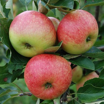 %Ābele, rudens "James Grieve" /Malus domestica/ - 120-160cm