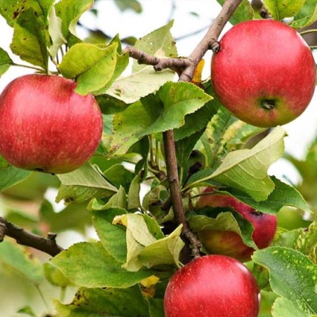 Ābele, vasaras "Close" /Malus domestica/ - 120-160cm