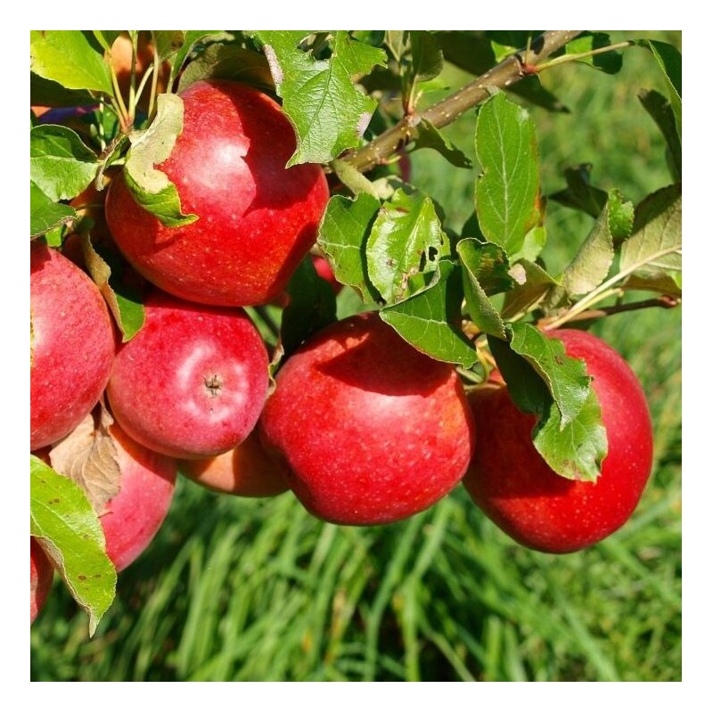 Ābele, vasaras "Sarkanais dzidrais" /Malus domestica/ - 120-160cm