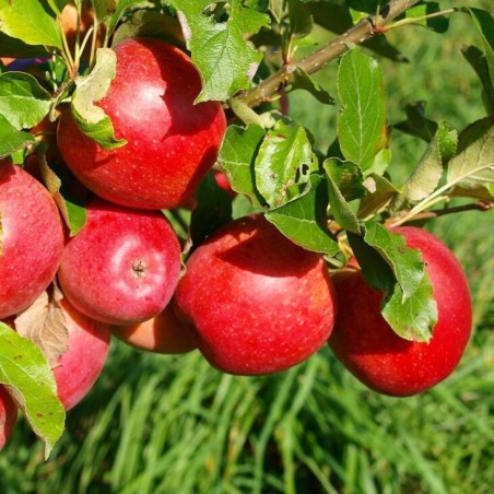 Ābele, vasaras "Sarkanais dzidrais" /Malus domestica/ - 120-160cm