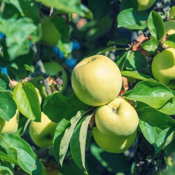 Ābele, vasaras "Antonowka Maslowa" /Malus domestica/ - 120-160cm