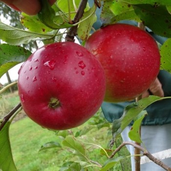 Ābele, vēlā rudens "Ligol" /Malus domestica/ - 120-160cm