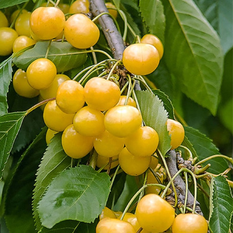 Ķirsis, saldais ,,Drogana dzeltenais,, /prunus avium/ (vidēji vēlais) - 140-180cm