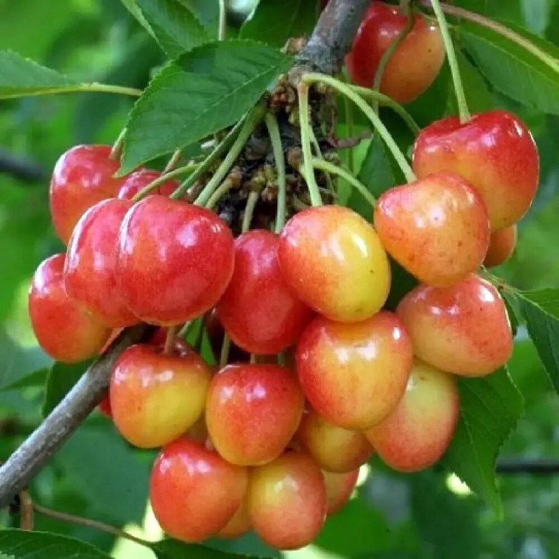 Ķirsis, saldais ,,Vega,, /prunus avium/ (vidēji agrais) - 140-180cm