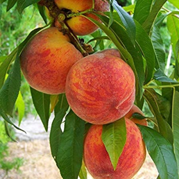 Persiks ,,Inka,, /prunus persica/ (vidēji agrais) - 100-180cm