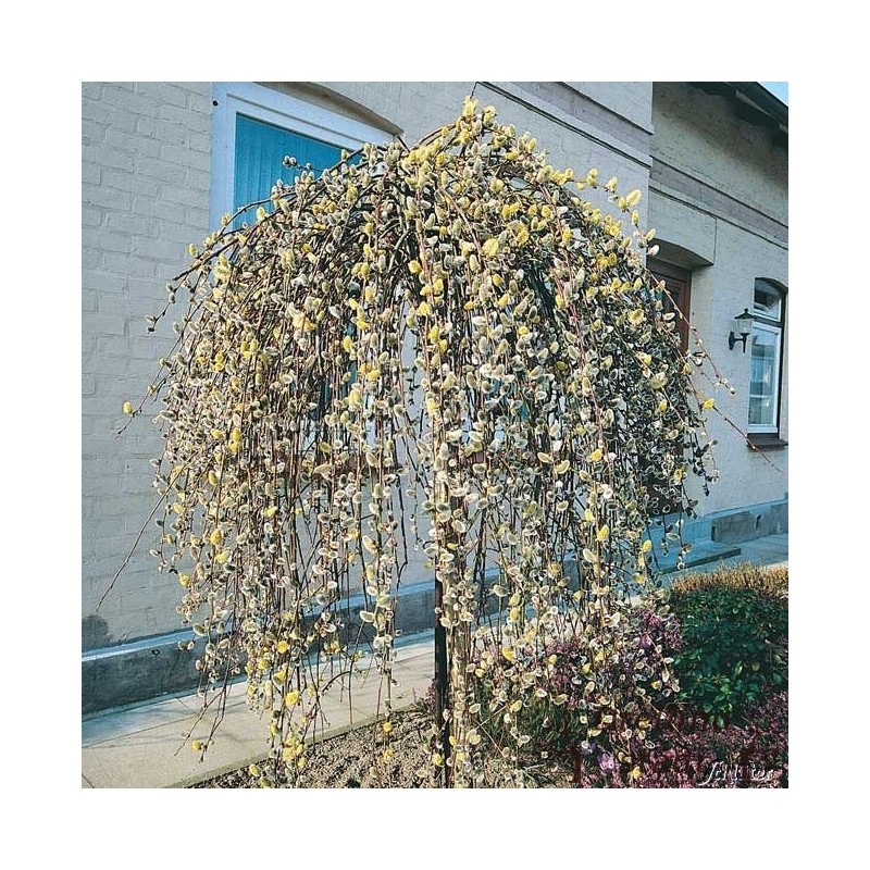 Vītols (pūpols) ,,Pendula,, /salix caprea/ - augstcelma - PA 120-140cm