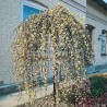 Vītols (pūpols) ,,Pendula,, /salix caprea/ - augstcelma - PA 120-140cm