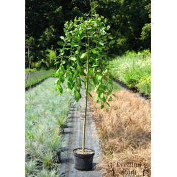 Vītols (pūpols) ,,Pendula,, /salix caprea/ - augstcelma - PA 120-140cm