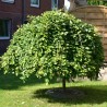 Vītols (pūpols) ,,Pendula,, /salix caprea/ - augstcelma - PA 120-140cm