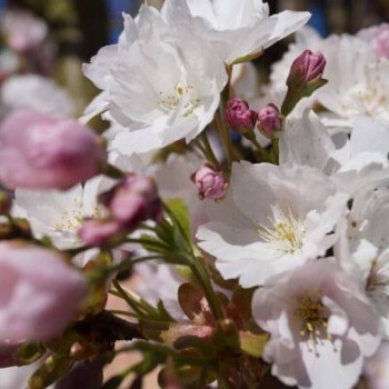 % Japānas ziedu ķirsis - sakura ,,Amanogawa,, /Prunus serrulata/ - 140-160cm