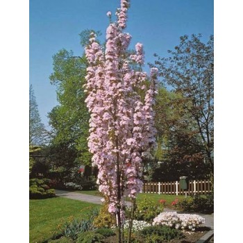 % Japānas ziedu ķirsis - sakura ,,Amanogawa,, /Prunus serrulata/ - 140-160cm