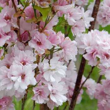 % Japānas ziedu ķirsis - sakura ,,Amanogawa,, /Prunus serrulata/ - 140-160cm