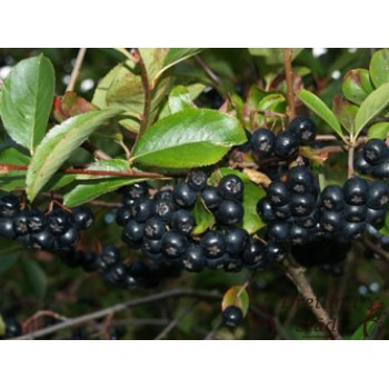 Aronija, melnaugļu /aronia melanocarpa/ - augstcelma - 100-110cm.