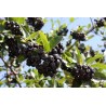 Aronija, melnaugļu /aronia melanocarpa/ - augstcelma - 100-110cm.