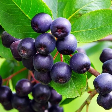 Aronija, melnaugļu /aronia melanocarpa/ - augstcelma - 100-110cm.