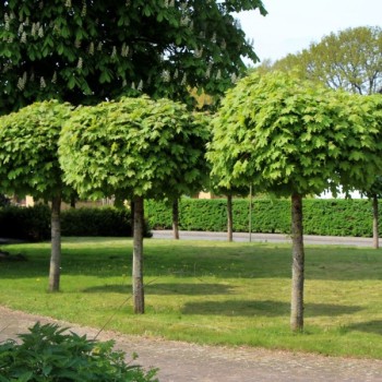 Kļava, parastā "Globosum"...