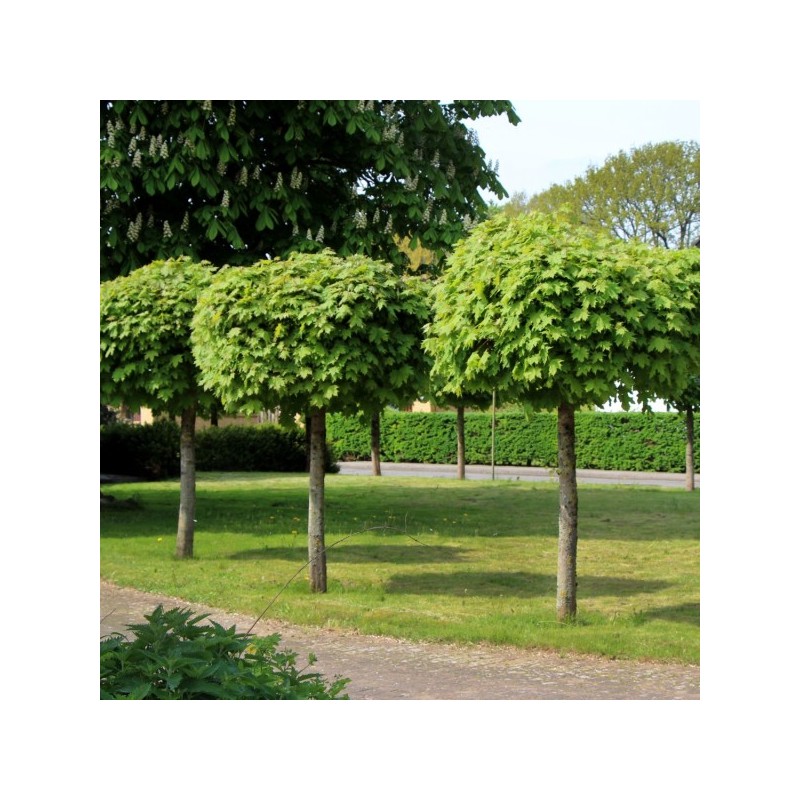 Kļava, parastā "Globosum" /acer platanoides/ - augstcelma - PA 220-240cm., C30 kont.