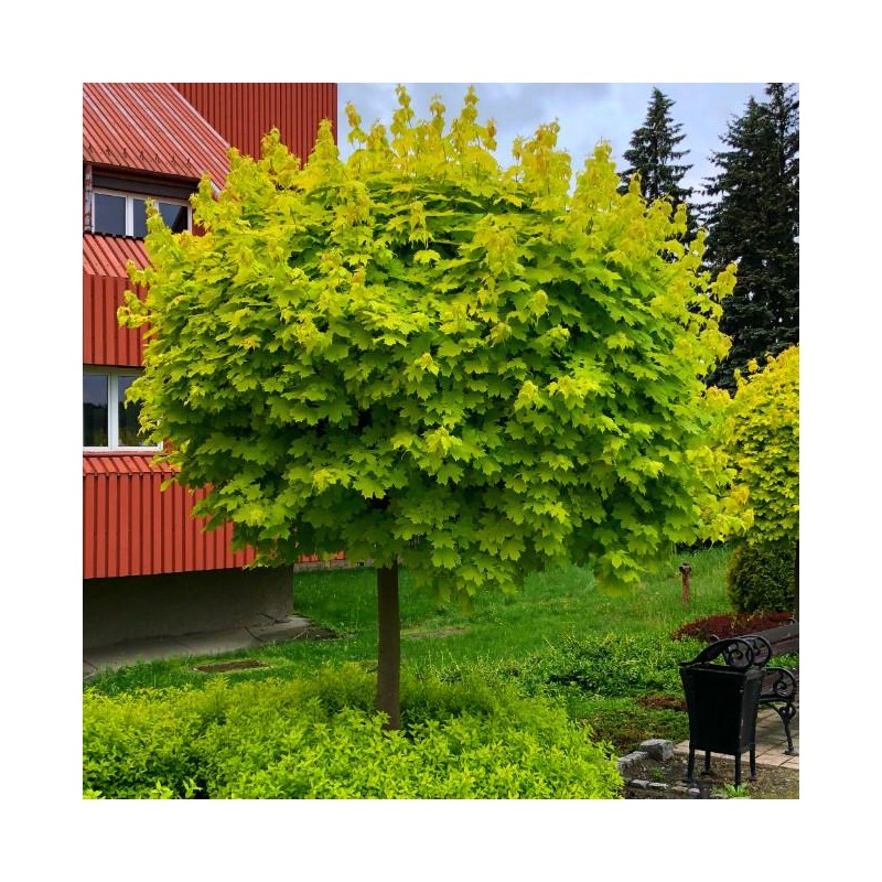 Kļava, parastā "Golden Globe" /acer platanoides/ - augstcelma - PA 160-180cm., C16 kont.