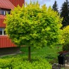 Kļava, parastā "Golden Globe" /acer platanoides/ - augstcelma - PA 160-180cm., C16 kont.