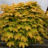 Kļava, parastā "Golden Globe" /acer platanoides/ - augstcelma - PA 160-180cm., C16 kont.