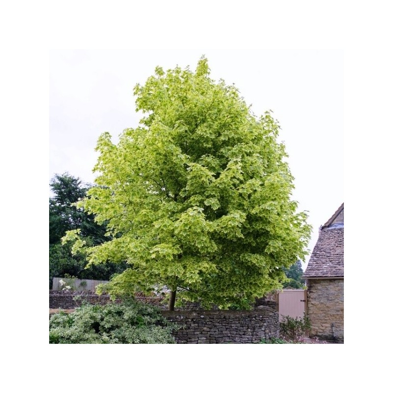 Kļava, parastā "Drummondii" /acer platanoides/ - augstcelma - PA 140-160cm, C25 kont.