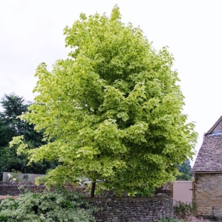 Kļava, parastā "Drummondii" /acer platanoides/ - augstcelma - PA 140-160cm, C25 kont.