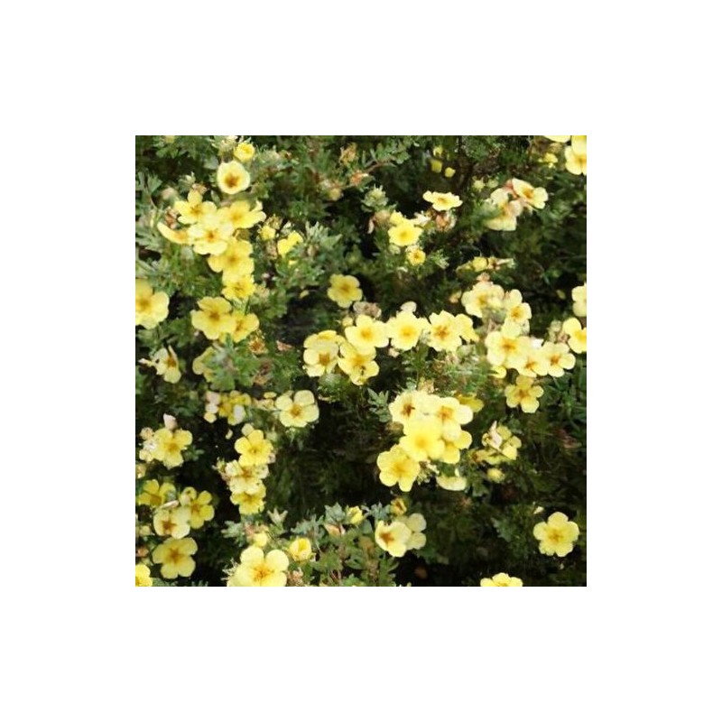 Klinšrozīte, parastā “Katherine Dykes” /Potentilla Fruticosa/ - C3 kont.