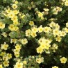 Klinšrozīte, parastā “Katherine Dykes” /Potentilla Fruticosa/ - C3 kont.