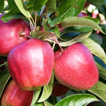 Ābele, ziemas "Gloster" /Malus domestica/ - 200-250cm