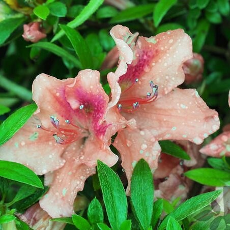 Acālija, Japānas 'Late Love' /Azalea japonica/ - C2.5 kont.