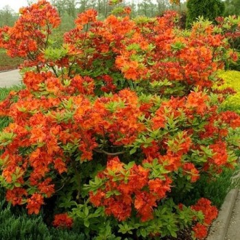 Rododendrs, vasarzaļais 'Gibraltar' /Azalea mollis/ - 60-80cm., C10 kont.