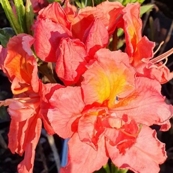 Rododendrs, vasarzaļais 'Juanita' /Azalea mollis/ - 80-100cm., C10 kont.