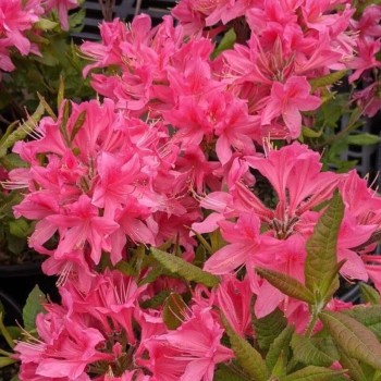 Vasarzaļais rododendrs 'Rosy lights' /Azalea mollis/ - C10 kont.