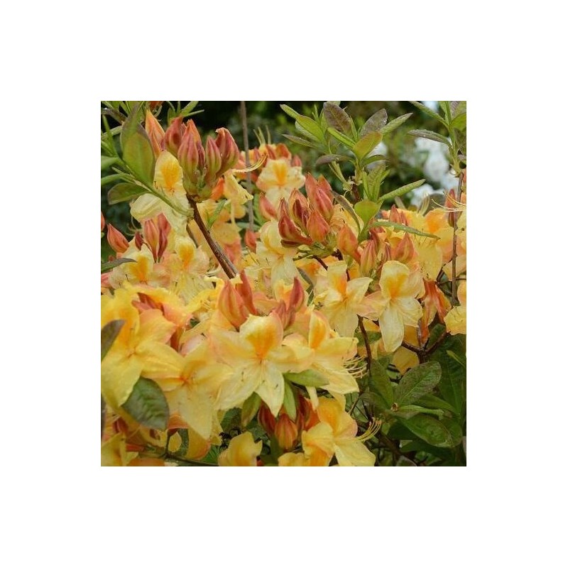 Rododendrs, vasarzaļais 'Golden Sunset' /Azalea mollis/ - 70-90cm., C10 kont.