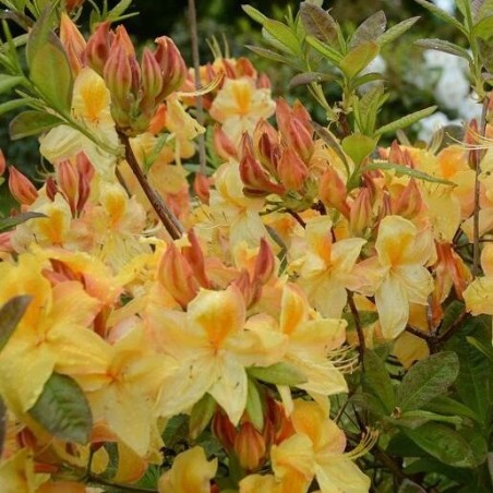 Rododendrs, vasarzaļais 'Golden Sunset' /Azalea mollis/ - 70-90cm., C10 kont.