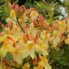 Rododendrs, vasarzaļais 'Golden Sunset' /Azalea mollis/ - 70-90cm., C10 kont.