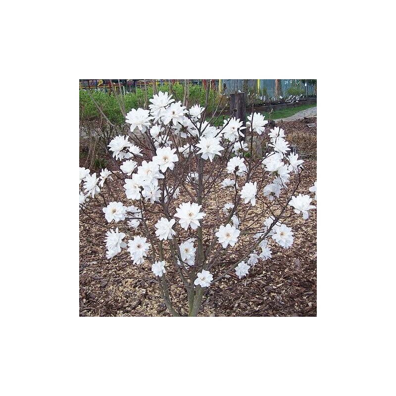 Magnolija, lebnera ,,Wildcat,, /Magnolia x loebneri/ - 40-80cm, C3 kont.