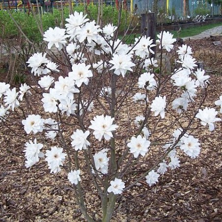 Magnolija, lebnera ,,Wildcat,, /Magnolia x loebneri/ - 40-80cm, C3 kont.