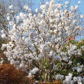 Magnolija, lebnera ,,Wildcat,, /Magnolia x loebneri/ - 40-80cm, C3 kont.