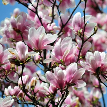 Magnolija, sulanža 'Alexandrina' /Magnolia x soulangeana/ 40-60cm, C3 kont.