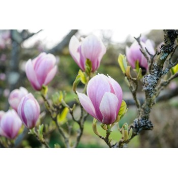 Magnolija, sulanža 'Alexandrina' /Magnolia x soulangeana/ 40-60cm, C3 kont.