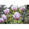 Sulanža magnolija 'Alexandrina' /Magnolia x soulangeana/ 40-60cm, C3 kont.