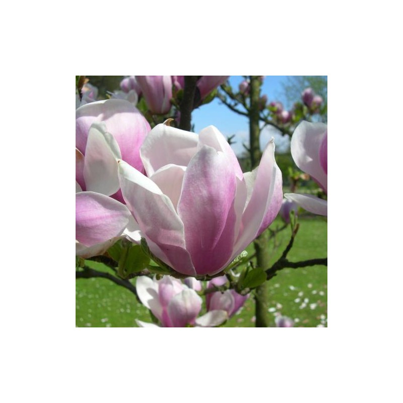 Magnolija, sulanža 'Alexandrina' /Magnolia x soulangeana/ 40-60cm, C3 kont.