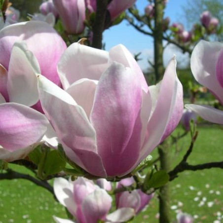 Magnolija, sulanža 'Alexandrina' /Magnolia x soulangeana/ 40-60cm, C3 kont.