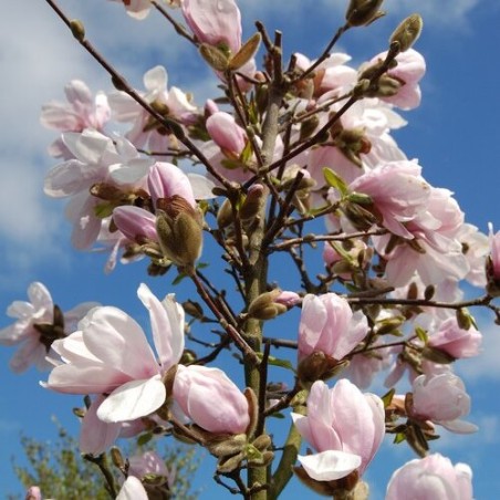 Magnolija, zvaigžņu 'Alixeed' /Magnolia x stellata/ - 60-80cm, C3 kont.