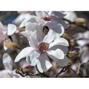 Magnolija, lebnera 'Merrill' /Magnolia x loebneri/- 60-80cm, C3 kont.