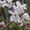 Magnolija, lebnera 'Merrill' /Magnolia x loebneri/- 60-80cm, C3 kont.